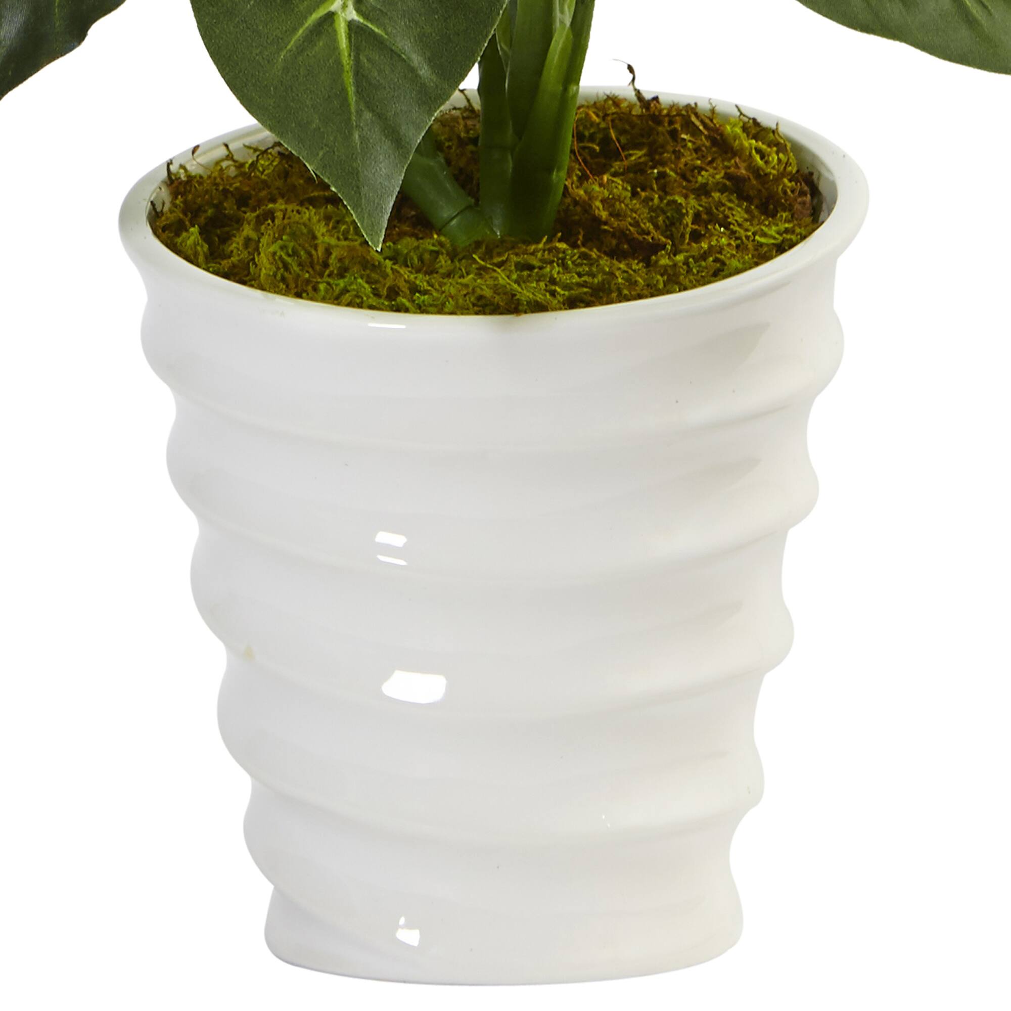 22" Potted Dieffenbachia in White Decorative Planter